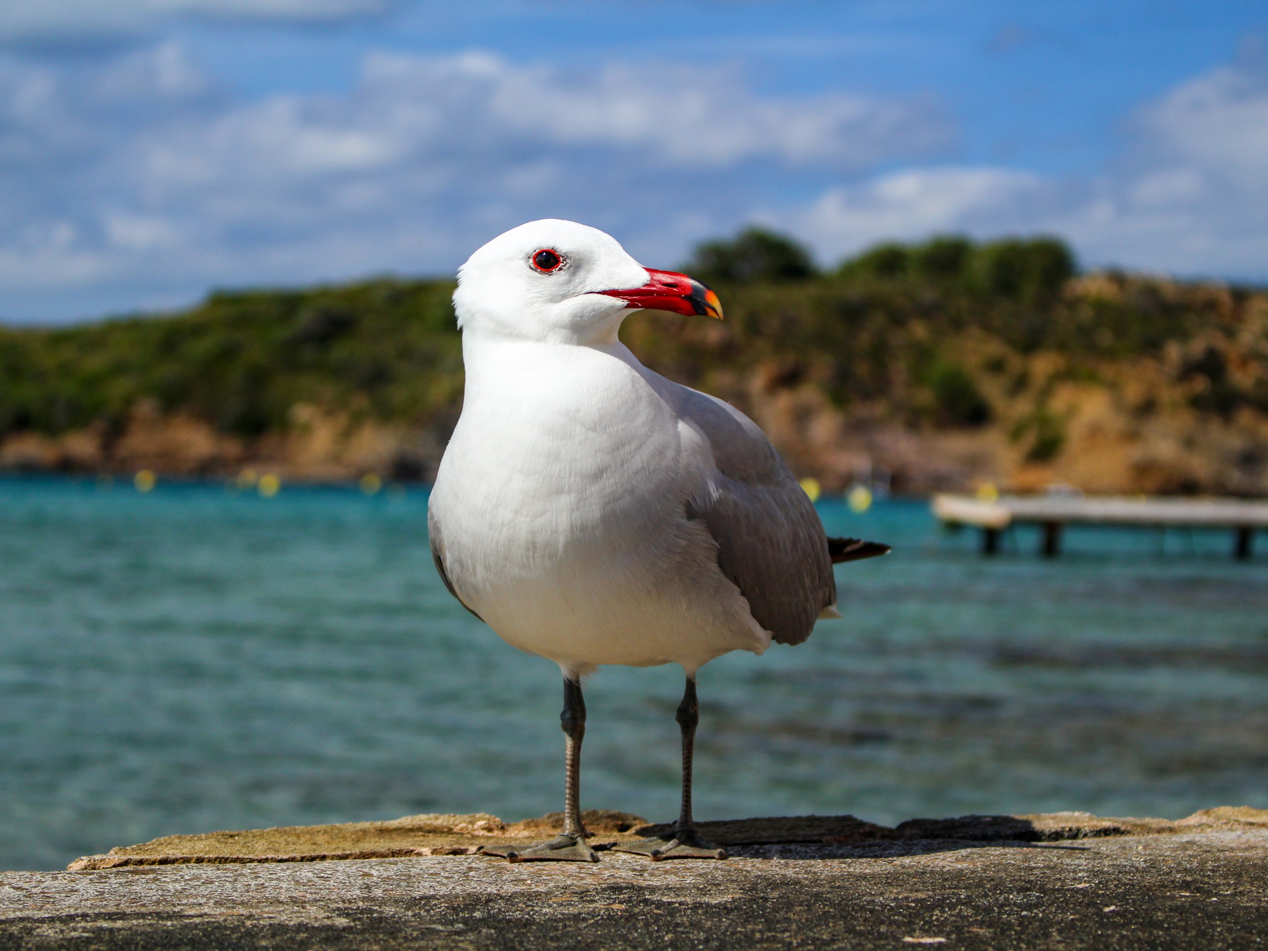 Seagul bird standing on rock wall by the ocean walking tour Menorca Spain