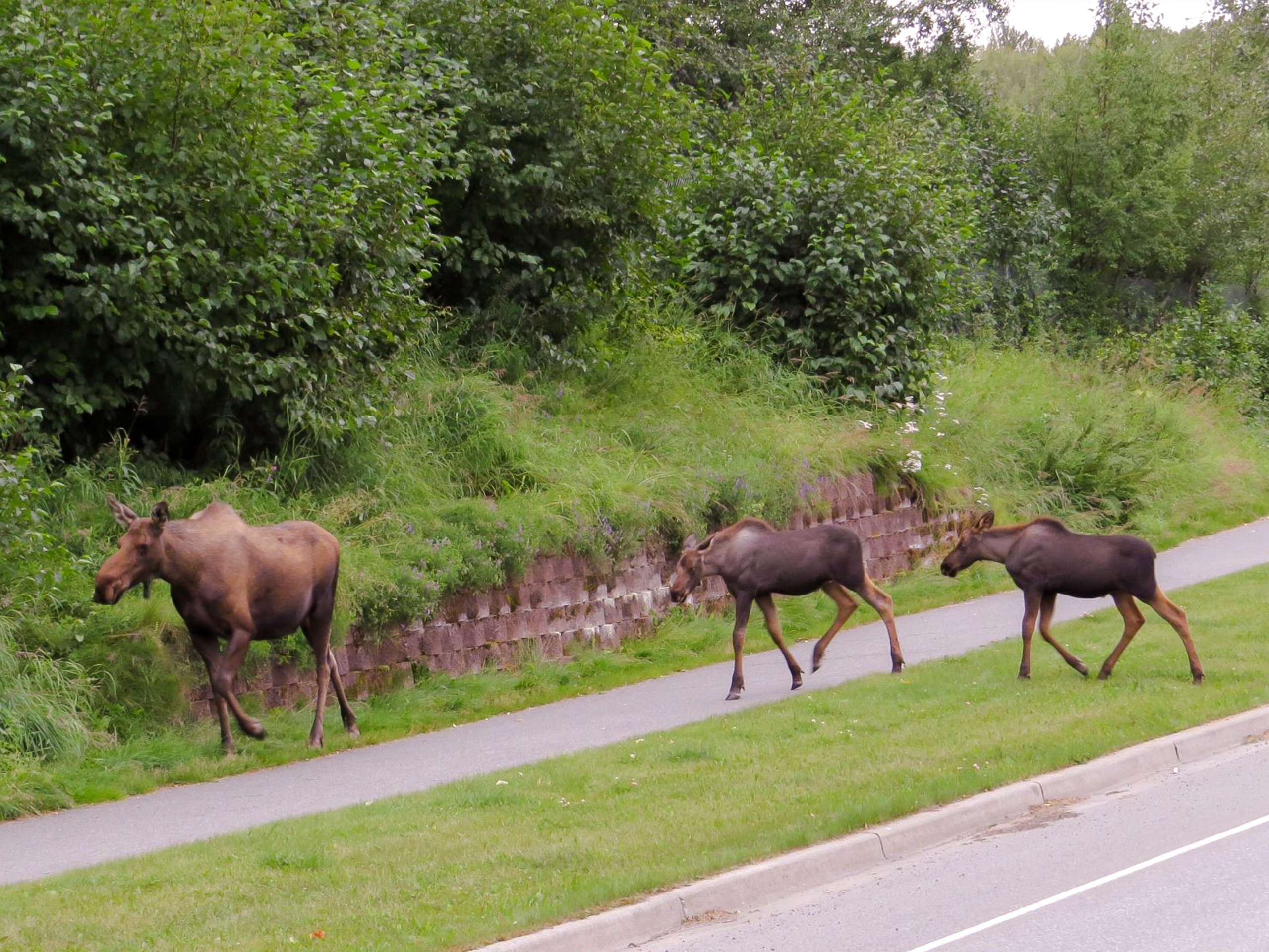Running Elks