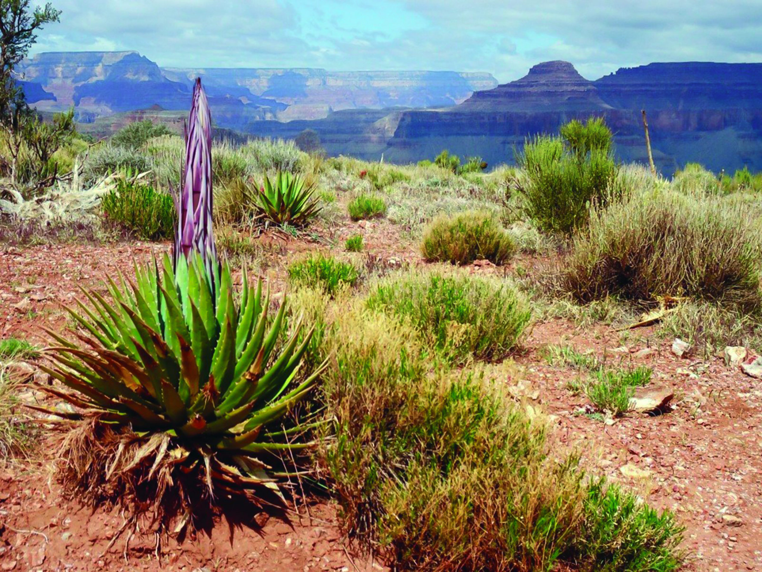 Grand Canyon herb