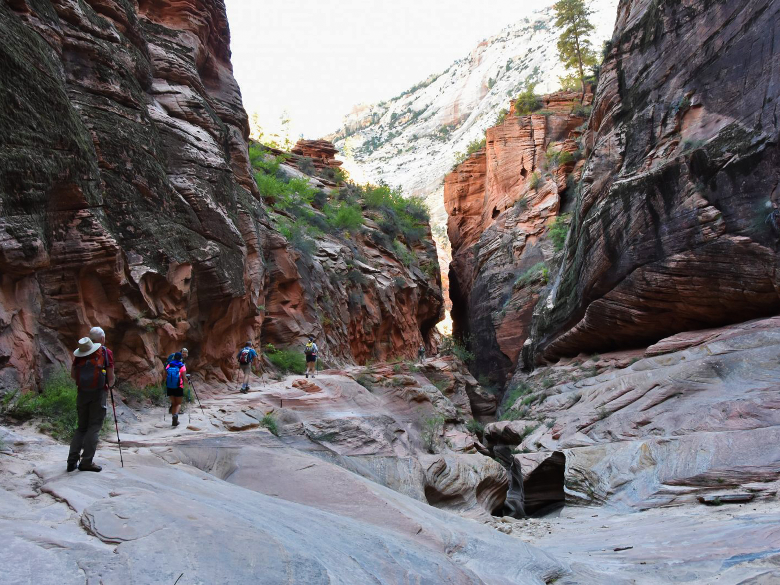 Zion National Park landscape