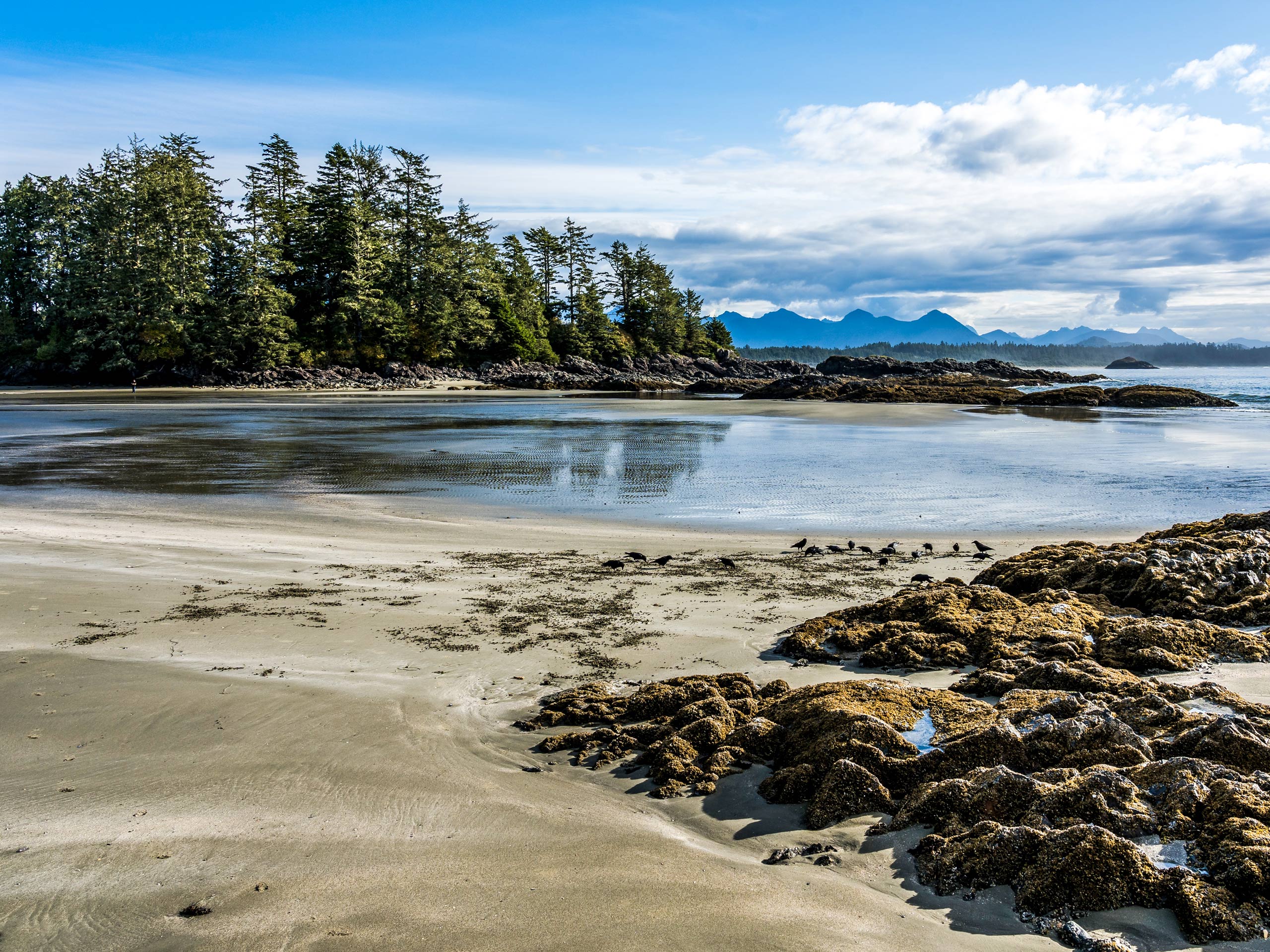 Tofino beach