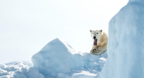 Polar Bear and Tundra Lodge Adventure