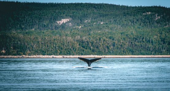 Quebec Safari Tour