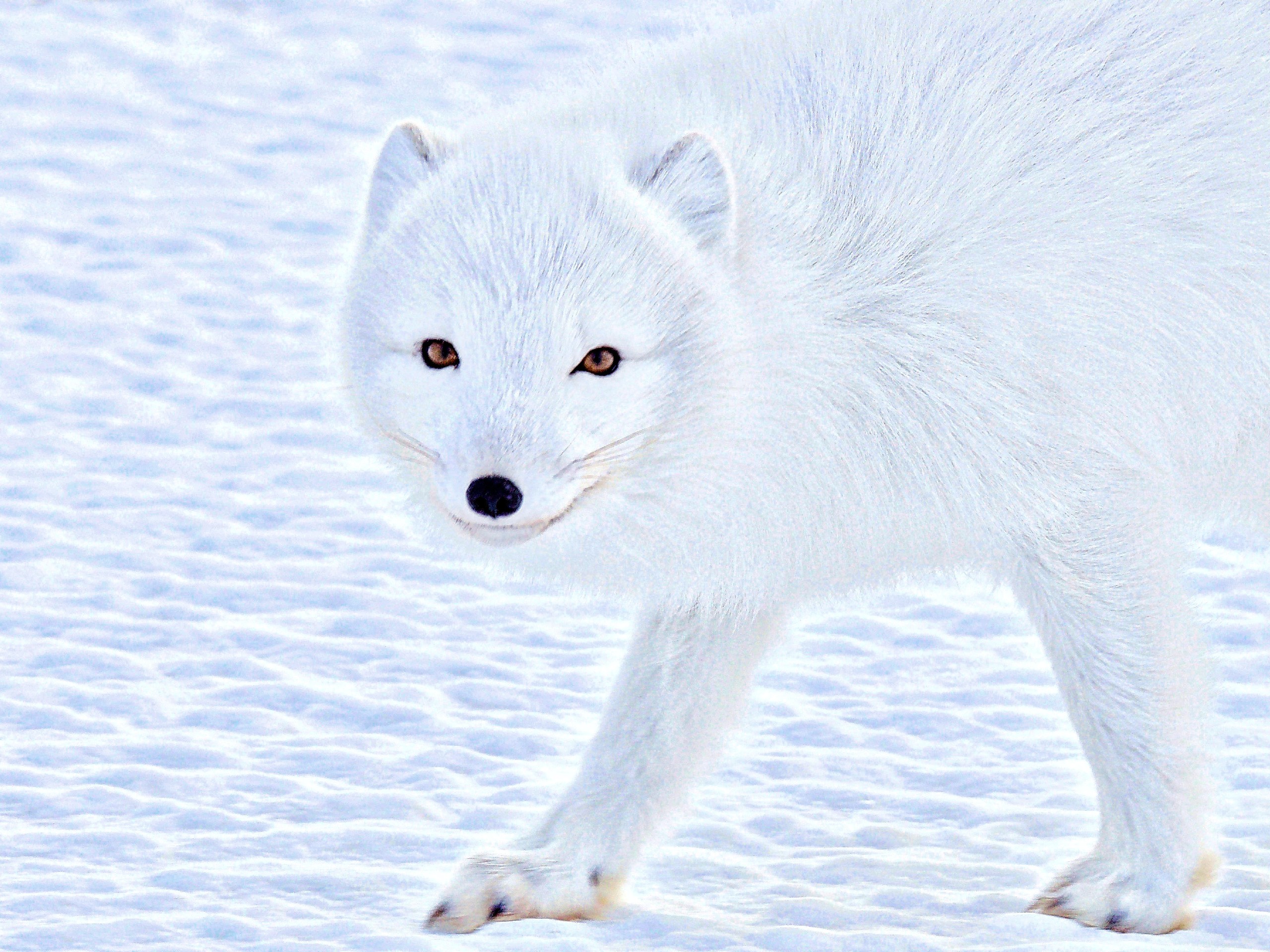 Arctic Fox at Churchill