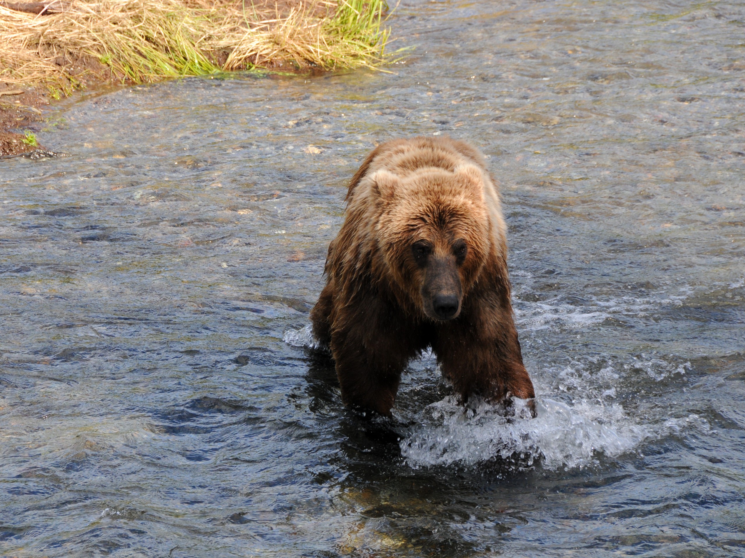 Brown Bear at Katmai in Alaska