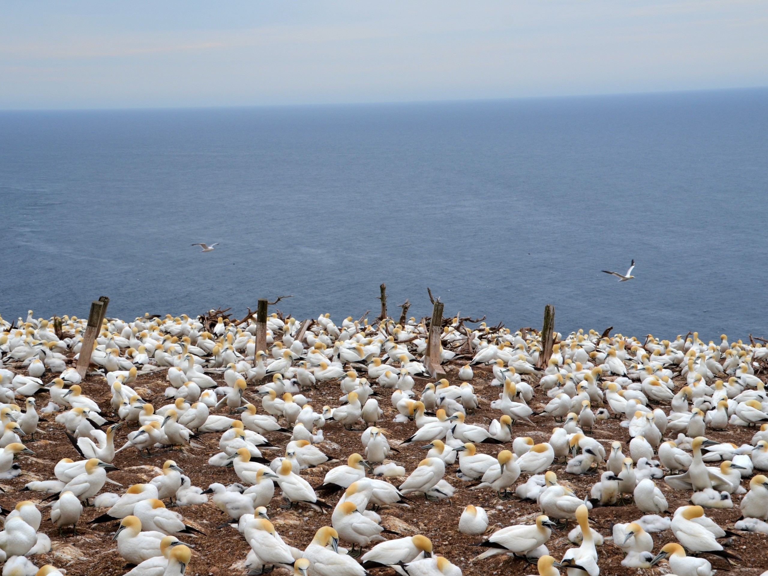 Herd of birds at Bonaventure Island