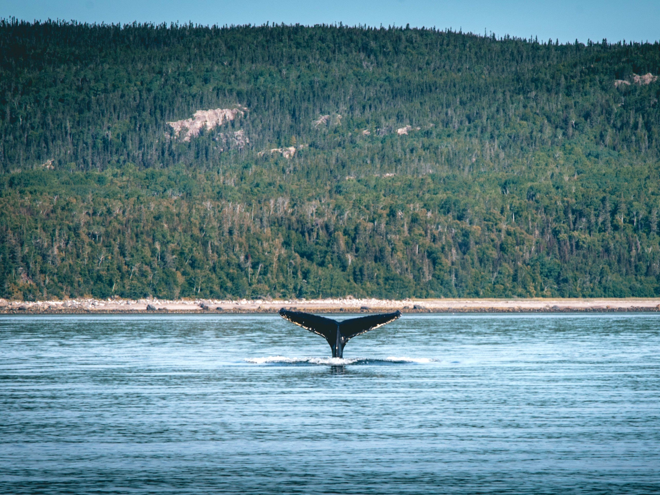 Whale at Tadoussac (Quebec)