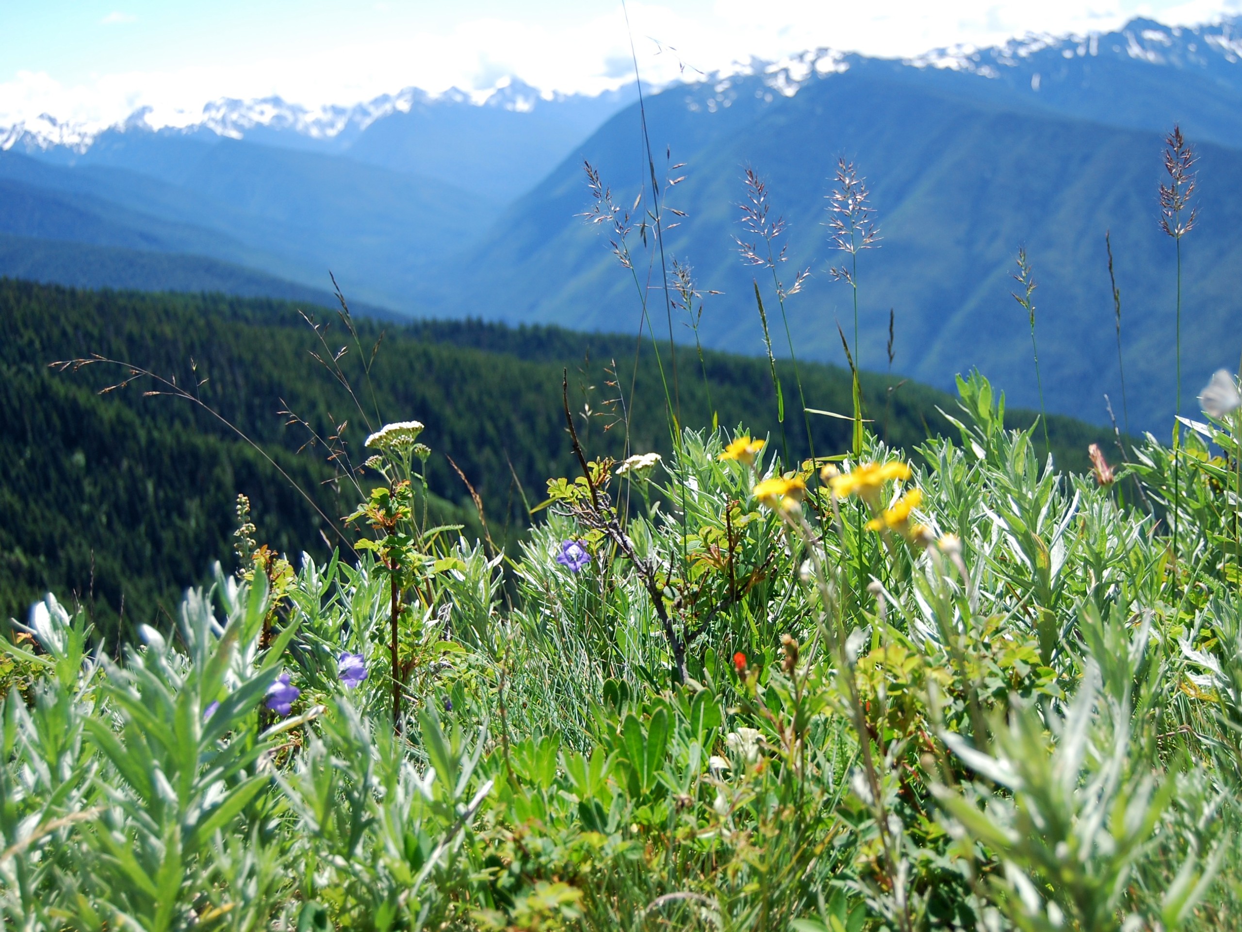 Wildflowers at Olympic Peninsula