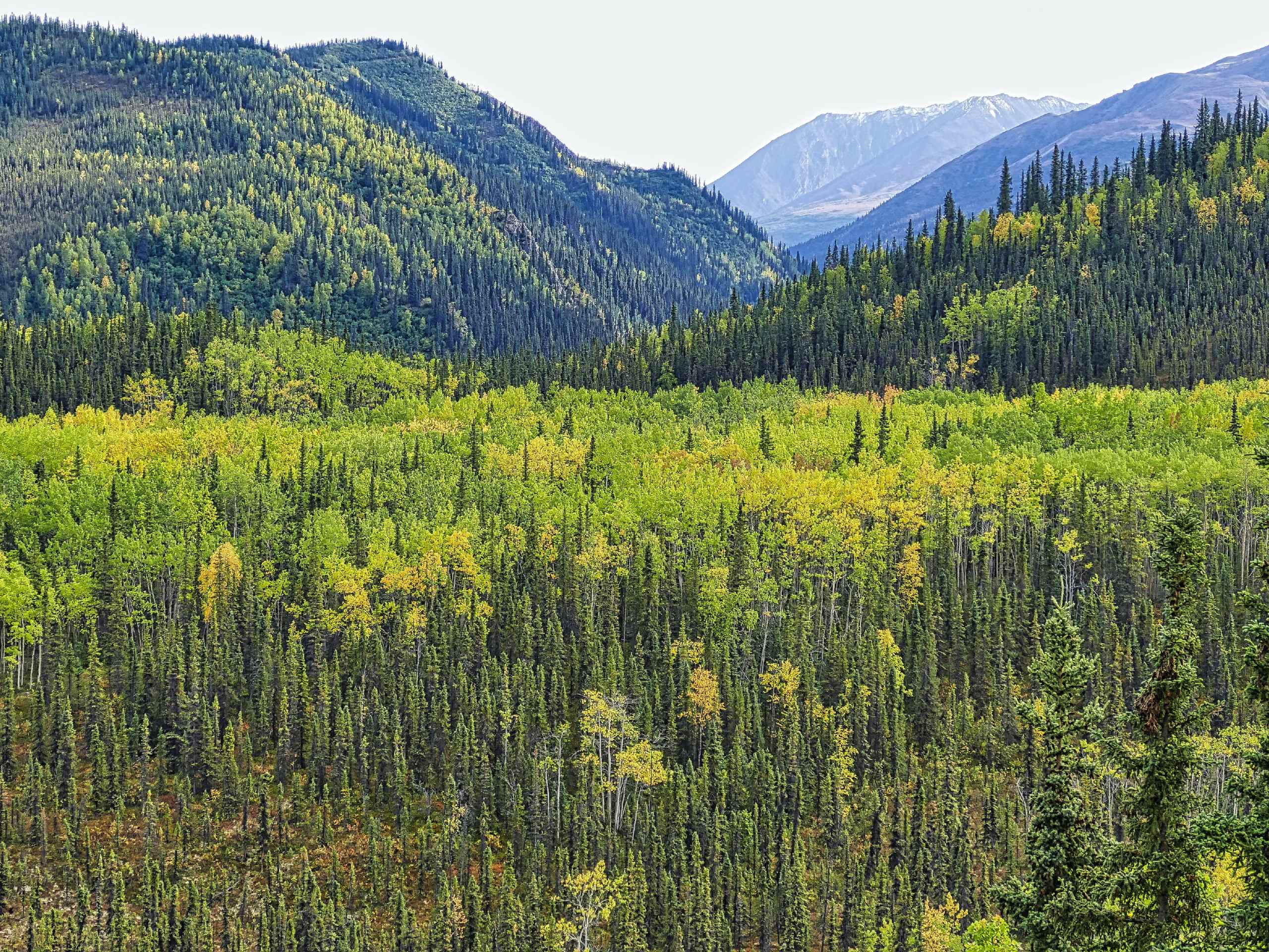 Forests in Alaska