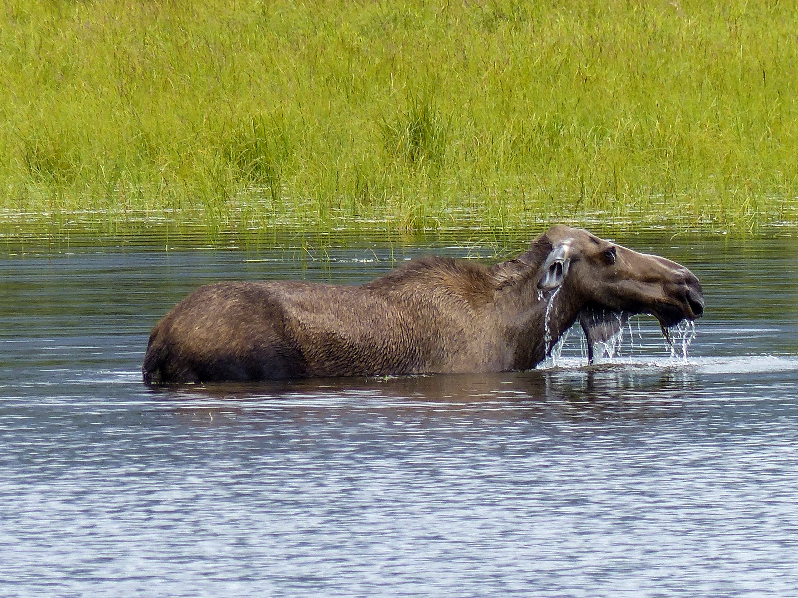 Moose in Denali National Park