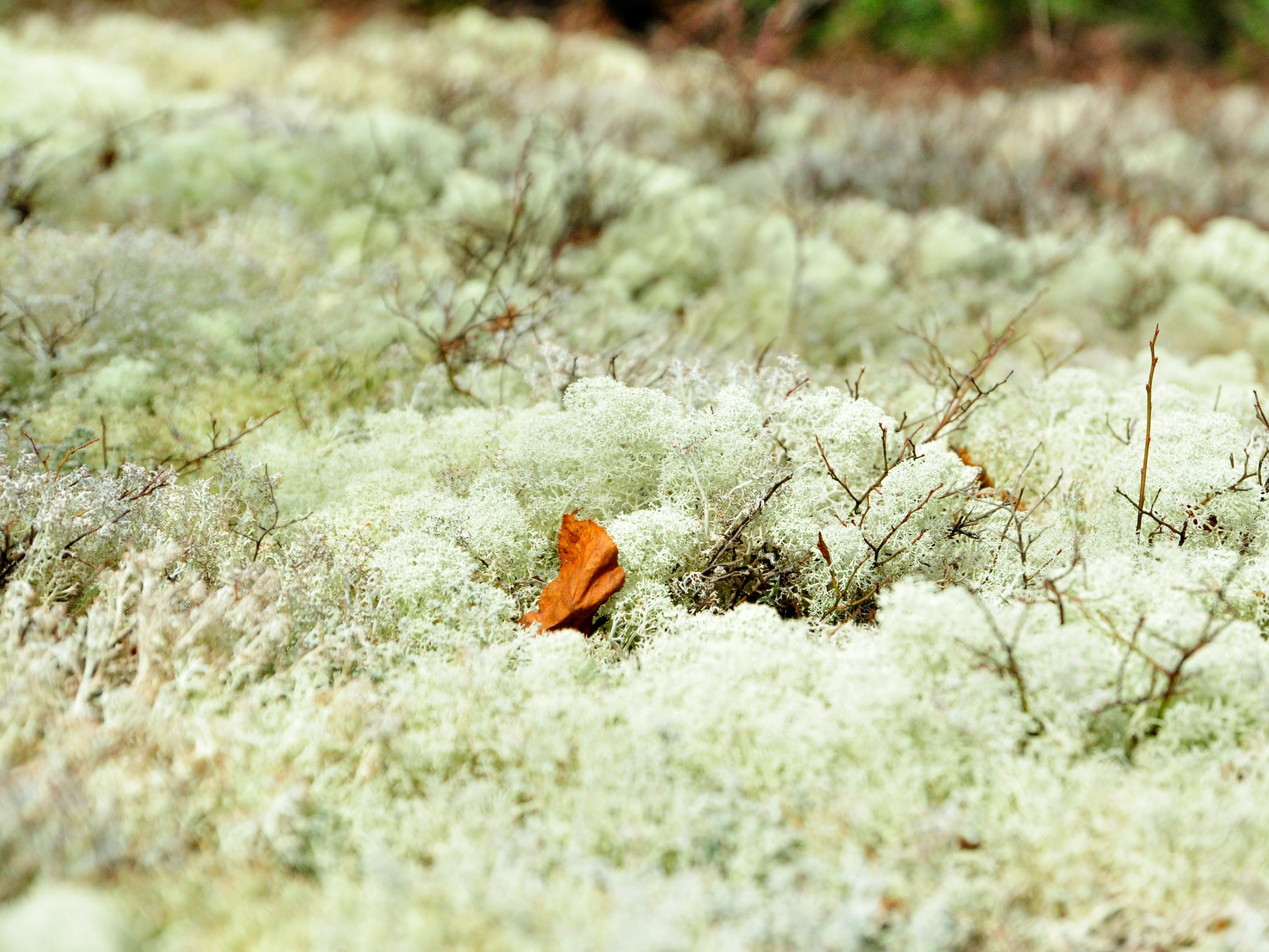 Moss at Forillon National Park