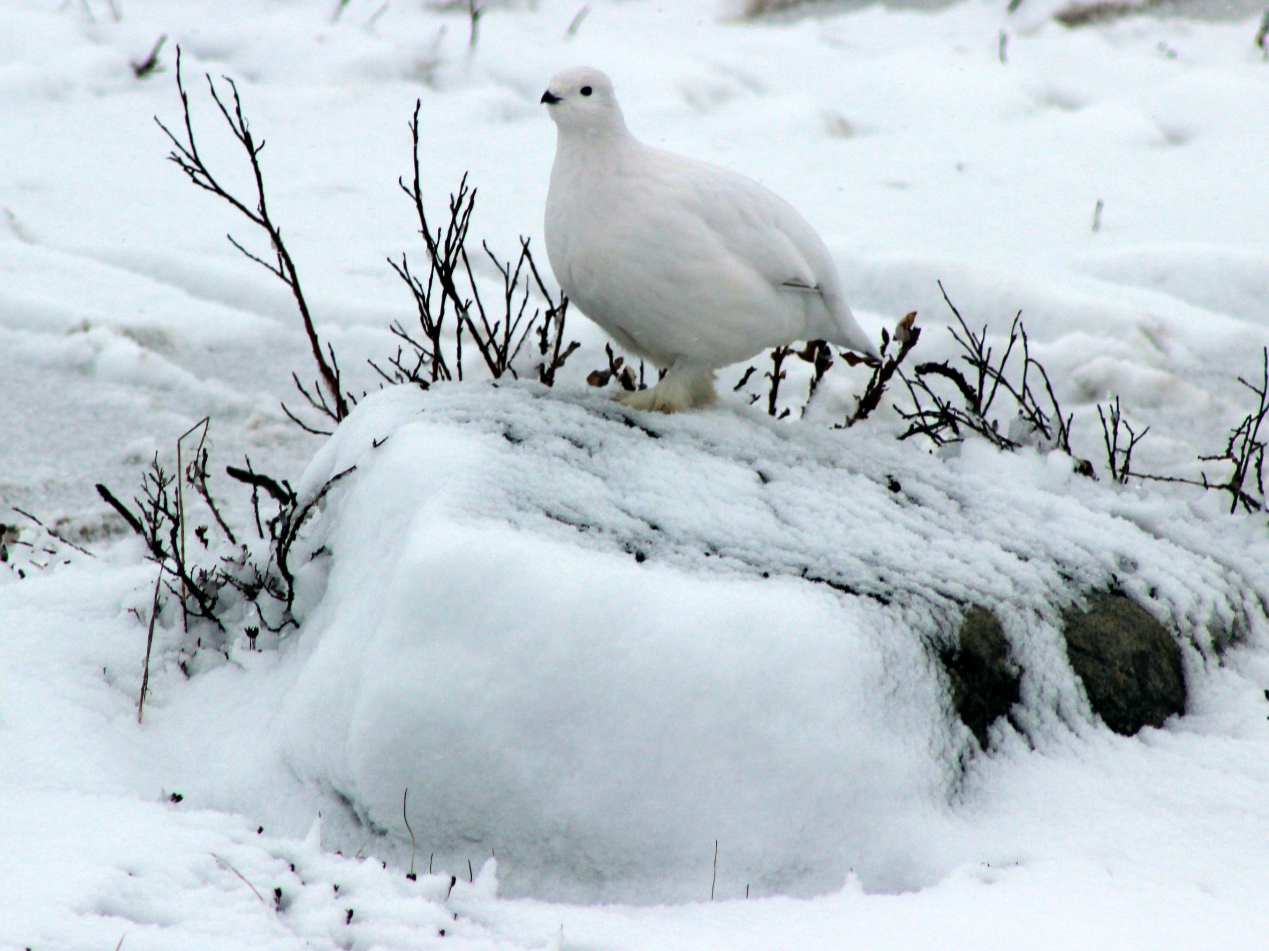 White ptarmigan seen at Churchill