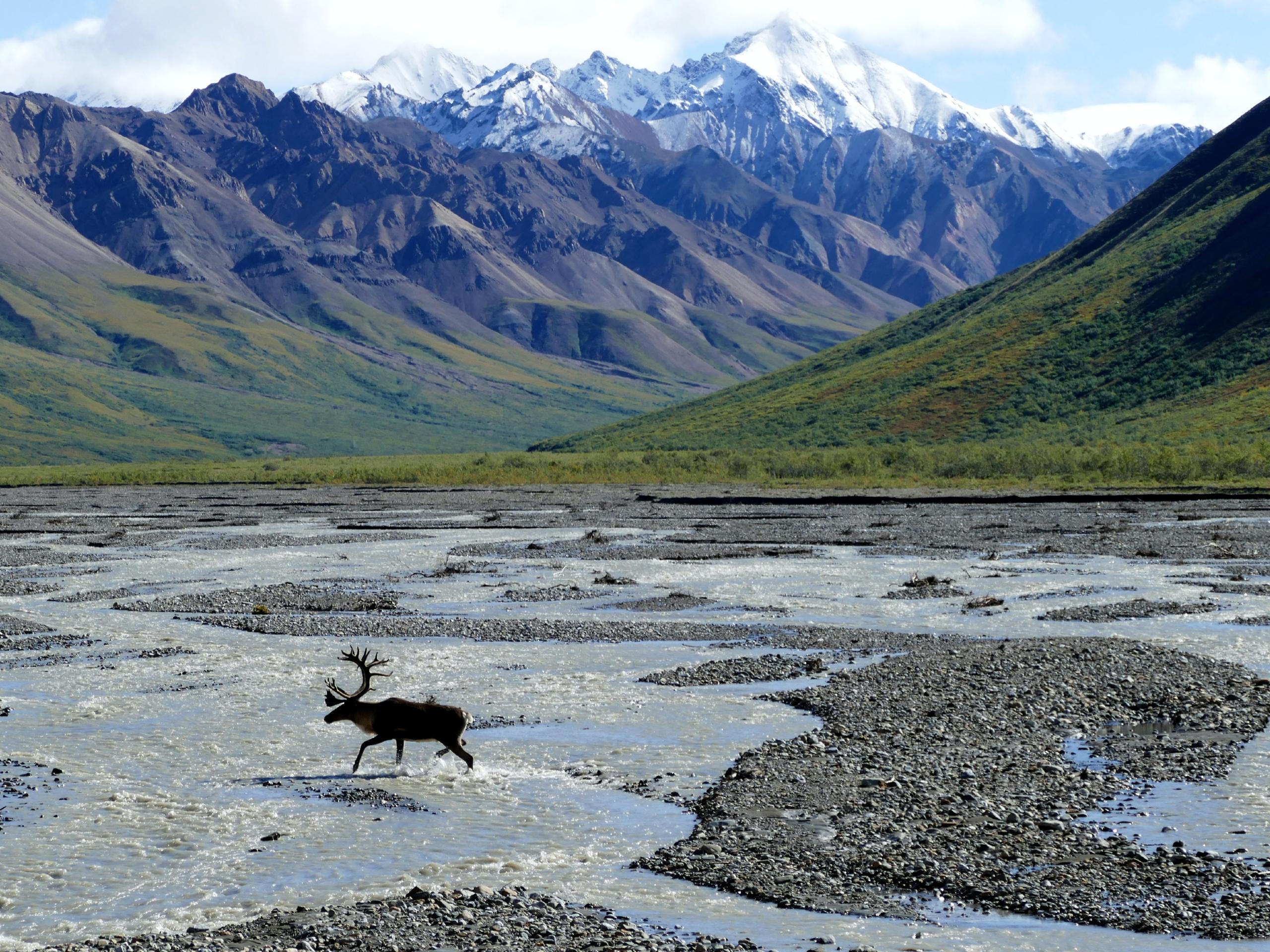 Denali national park