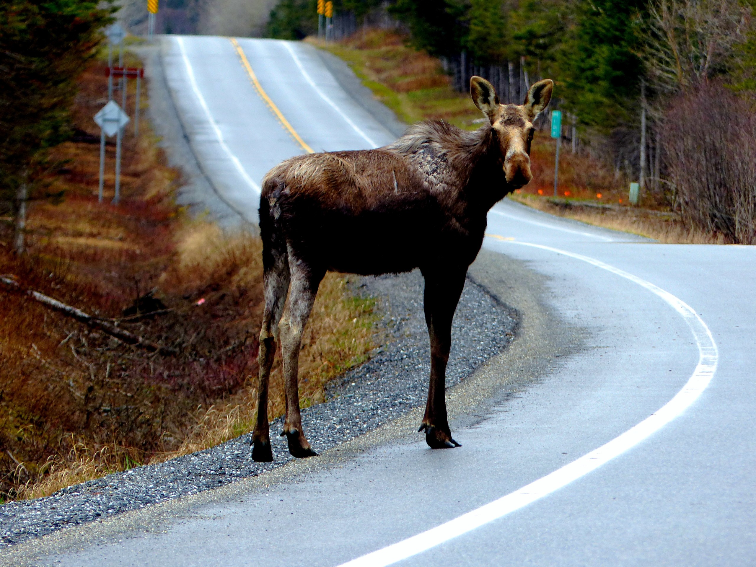 Moose met at Gaspésie National Park