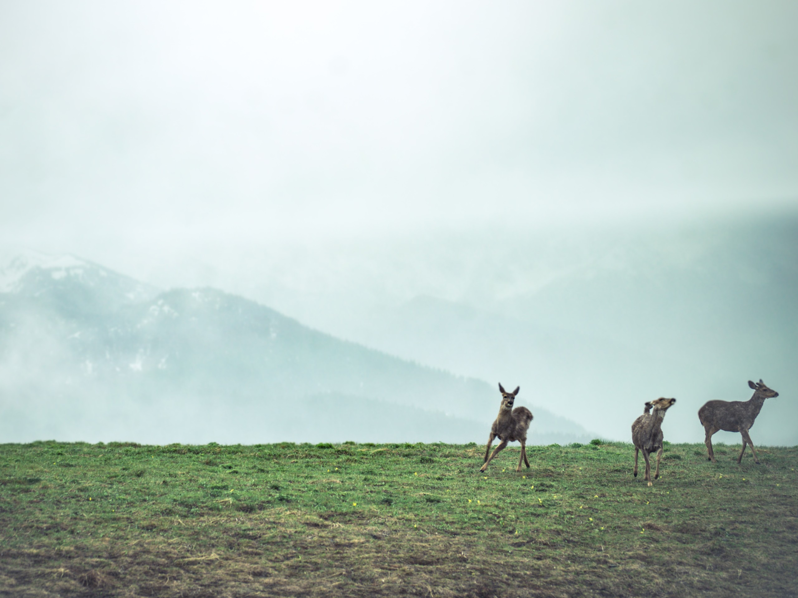 Three deer Port Angeles (olympic national park)