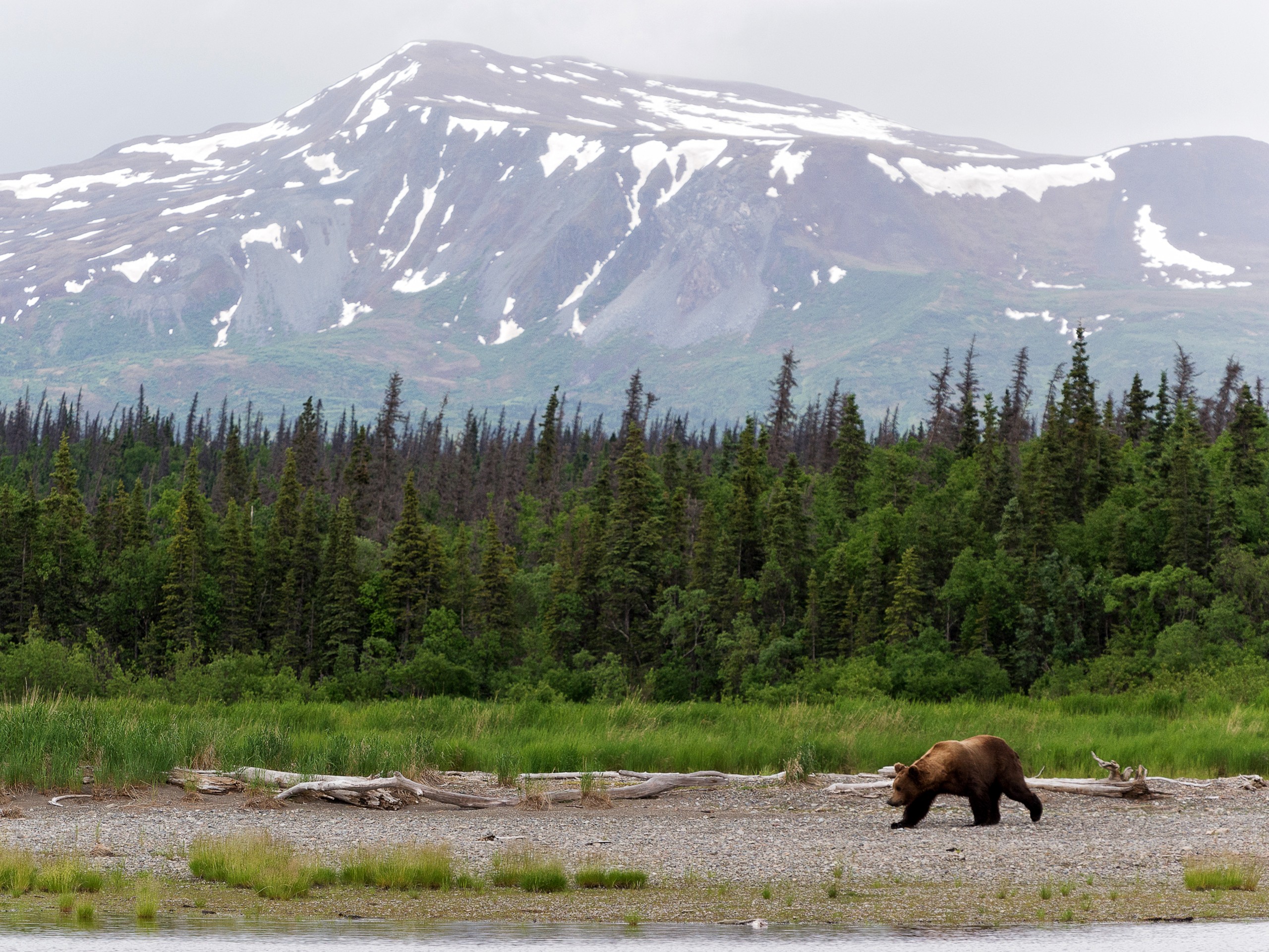 Katmai NP bears