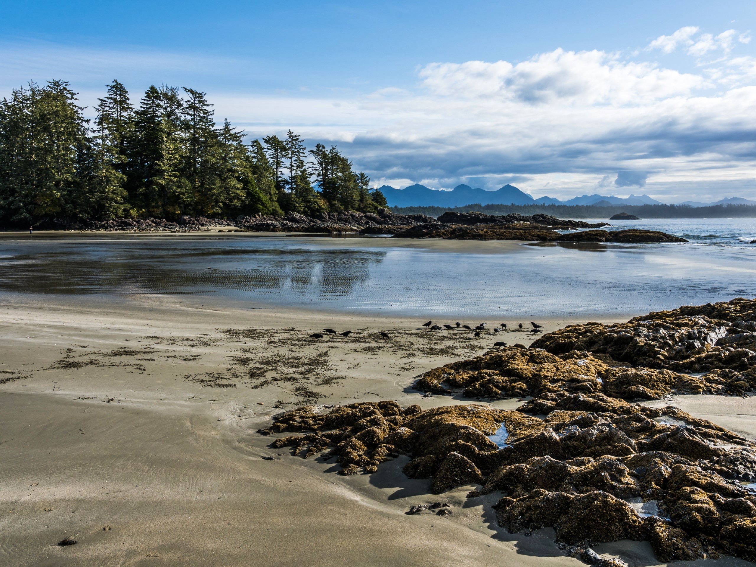 Rugged shore at Tofino