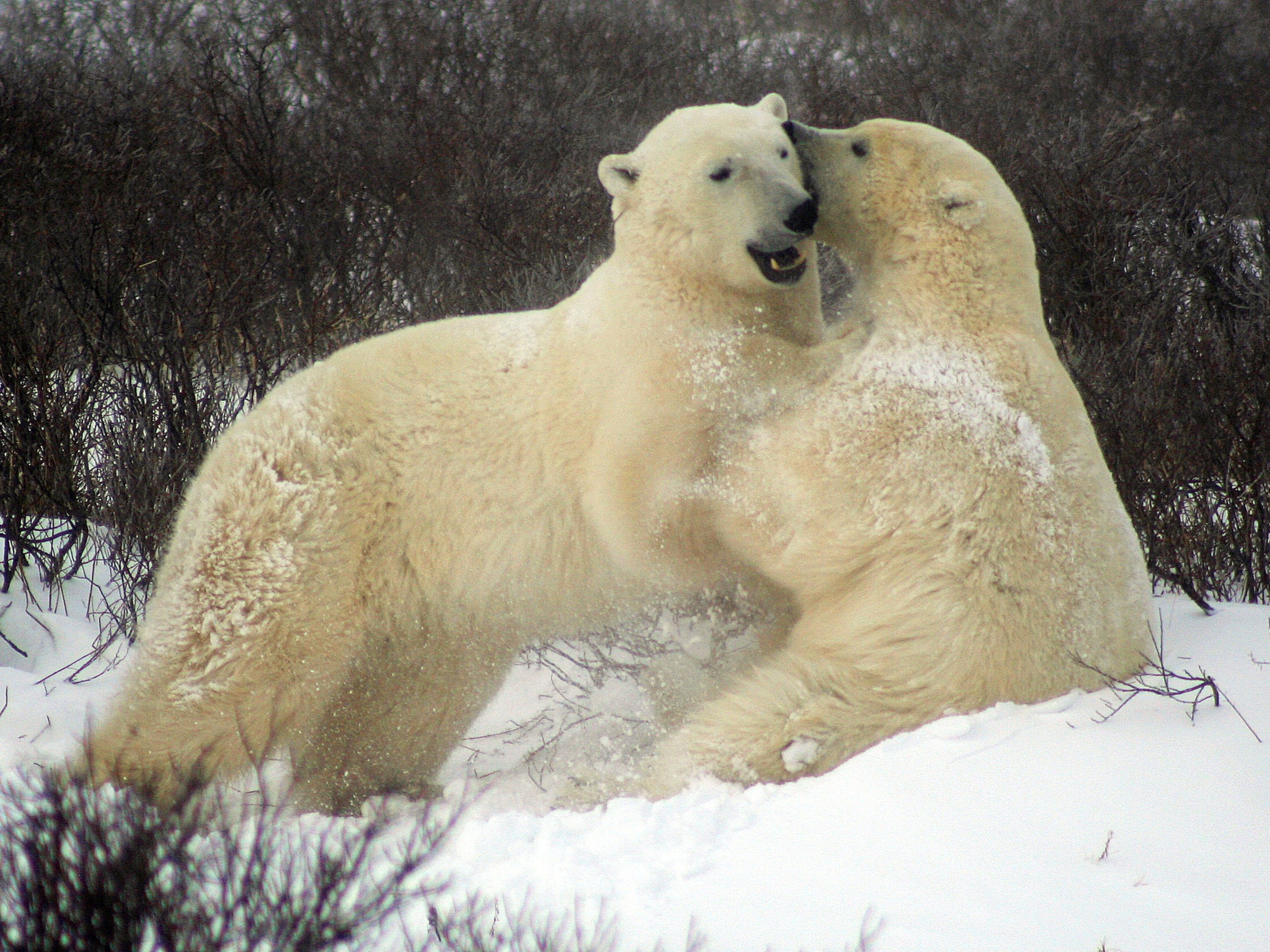 Two polar bears sparing at Churchill