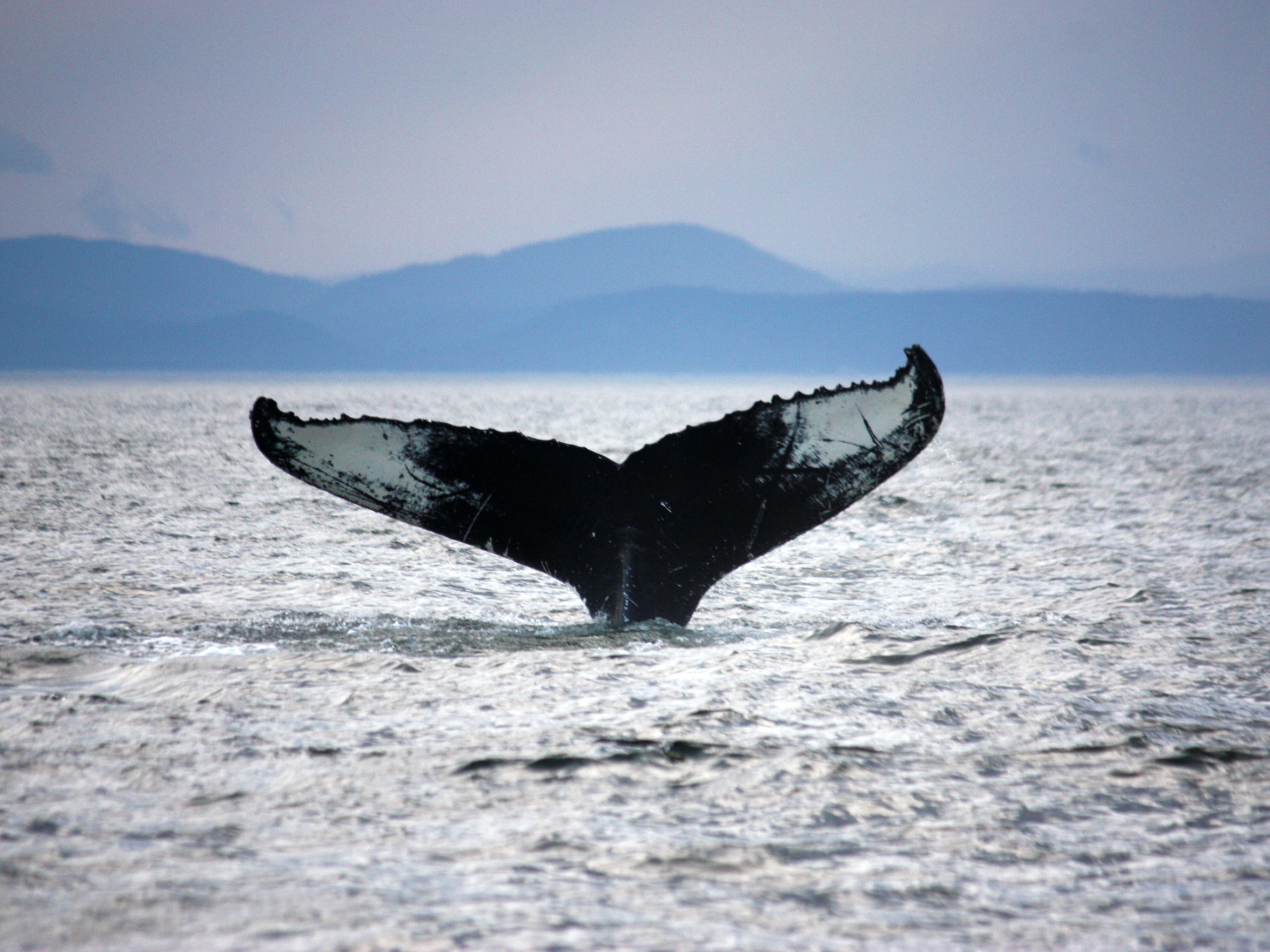 Whale watching at Tadoussac