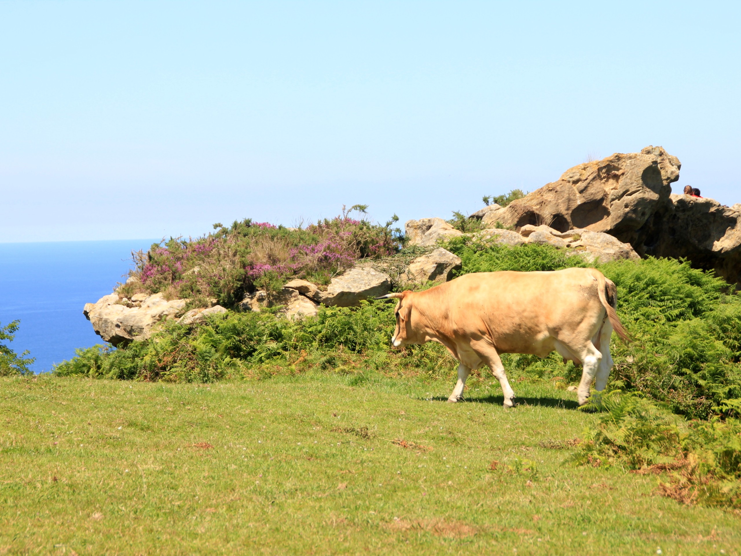 Cow (Basque Country, Spain)