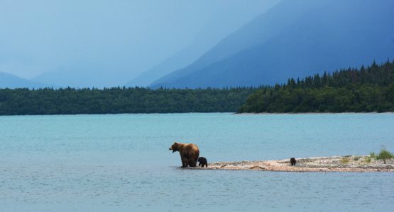 Alaskan Bear Adventure