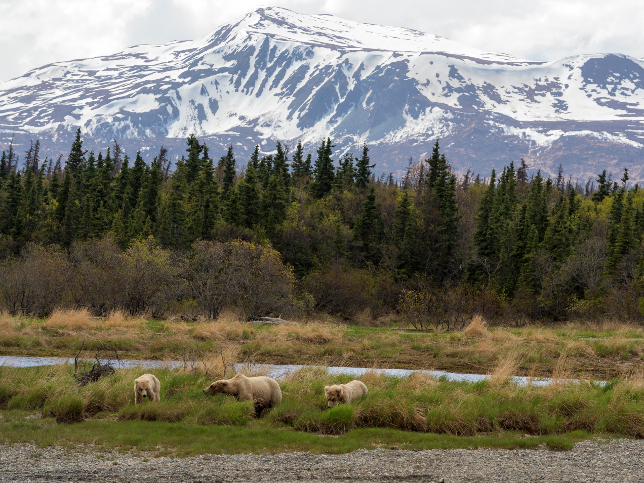 Family of bears at Katmai in Alaska