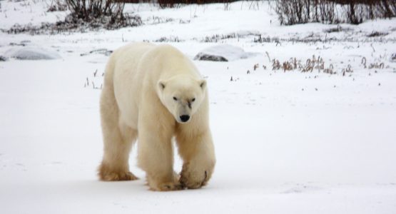 Polar bear at Churchill