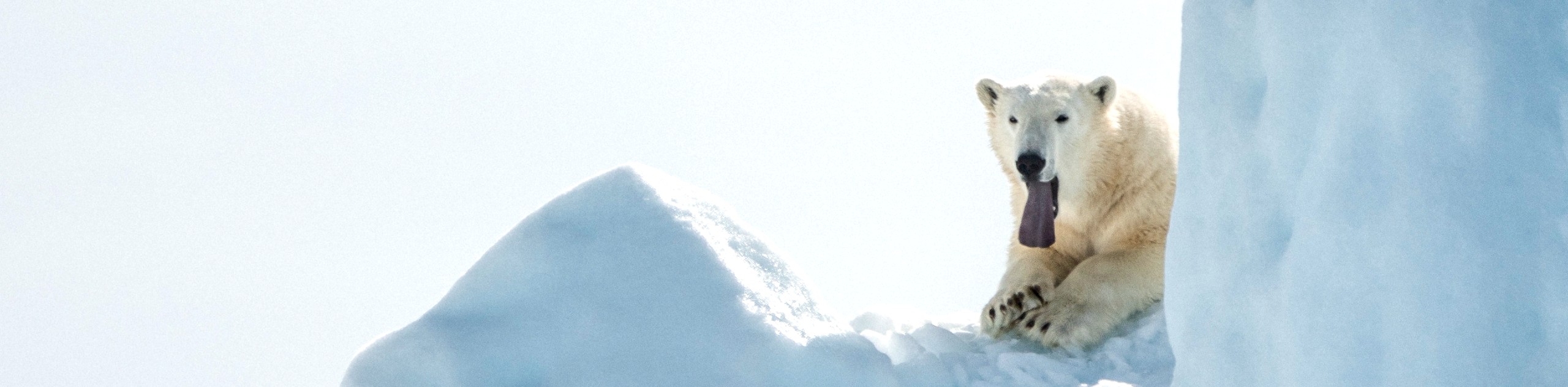 Polar Bear and Tundra Lodge Adventure