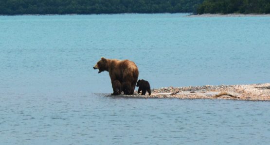 Alaskan Bear Adventure