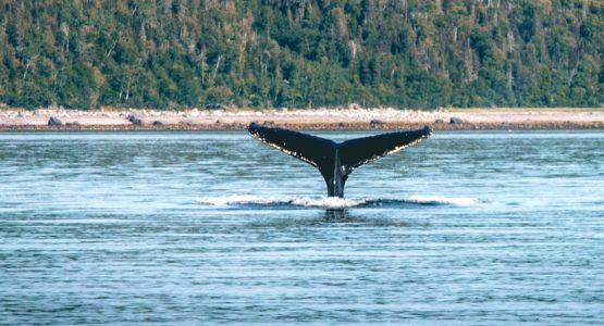 Quebec Safari Tour