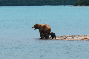 Alaskan Bear Adventure