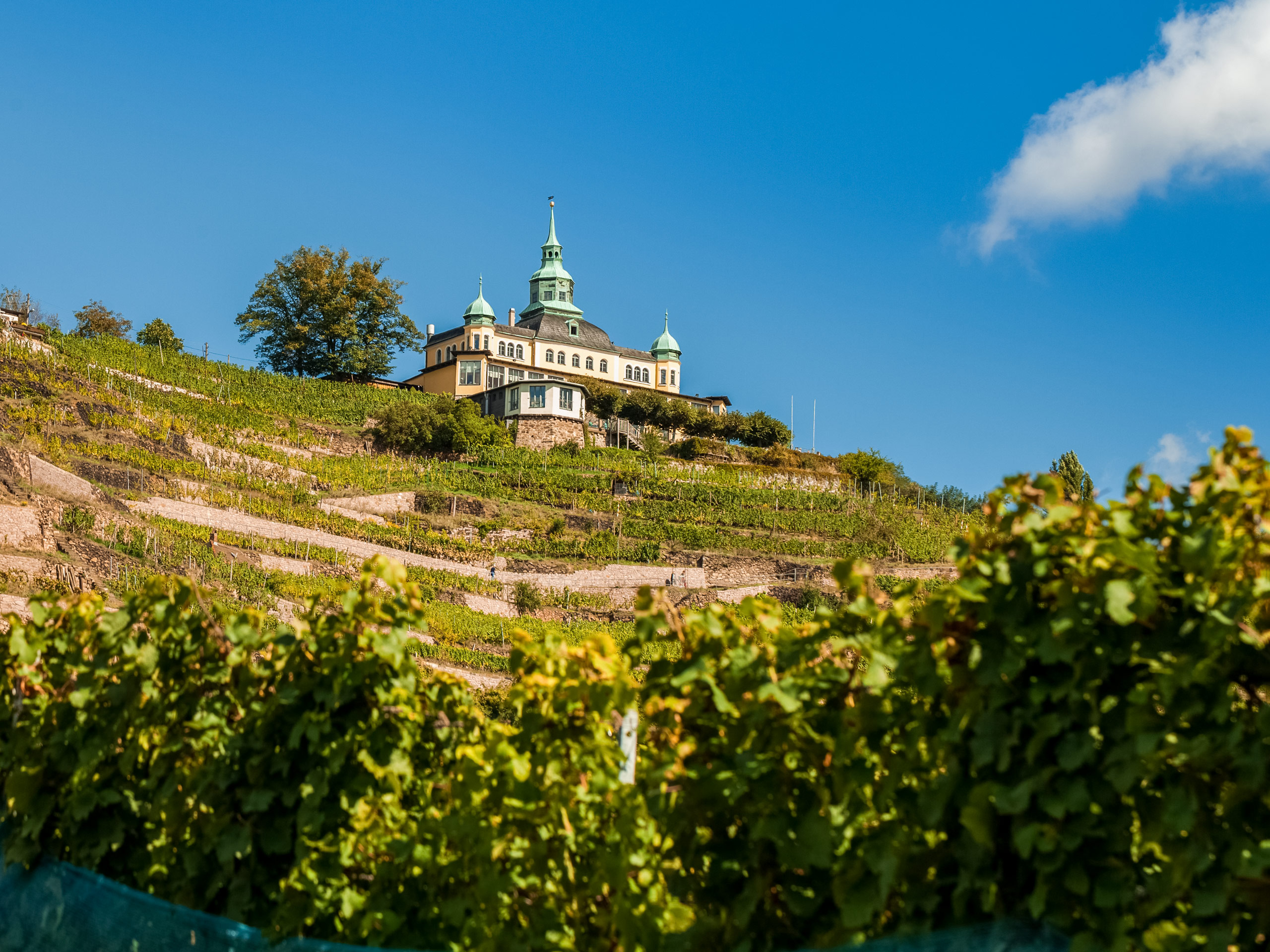 Radebeul wine groves of saxony Germany