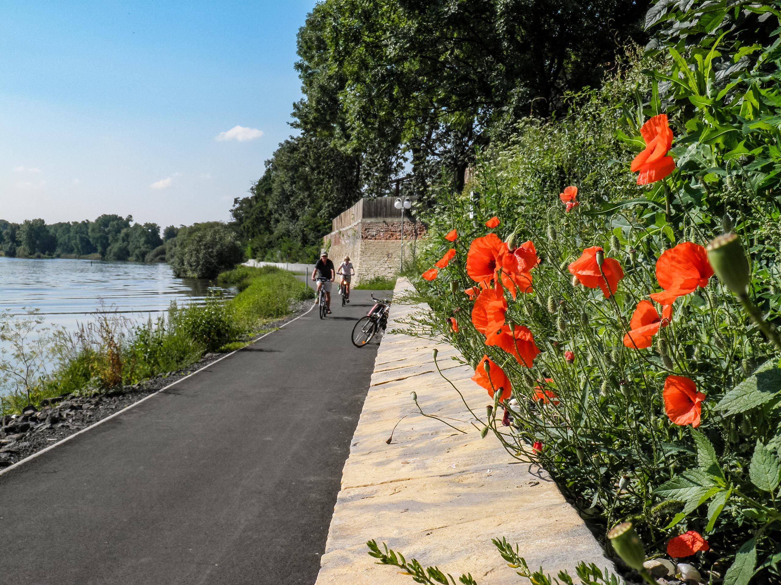 Cornflowers and cyclists on the Elbe Cycle Path