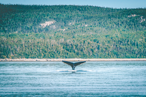 Quebec Campervan Tour