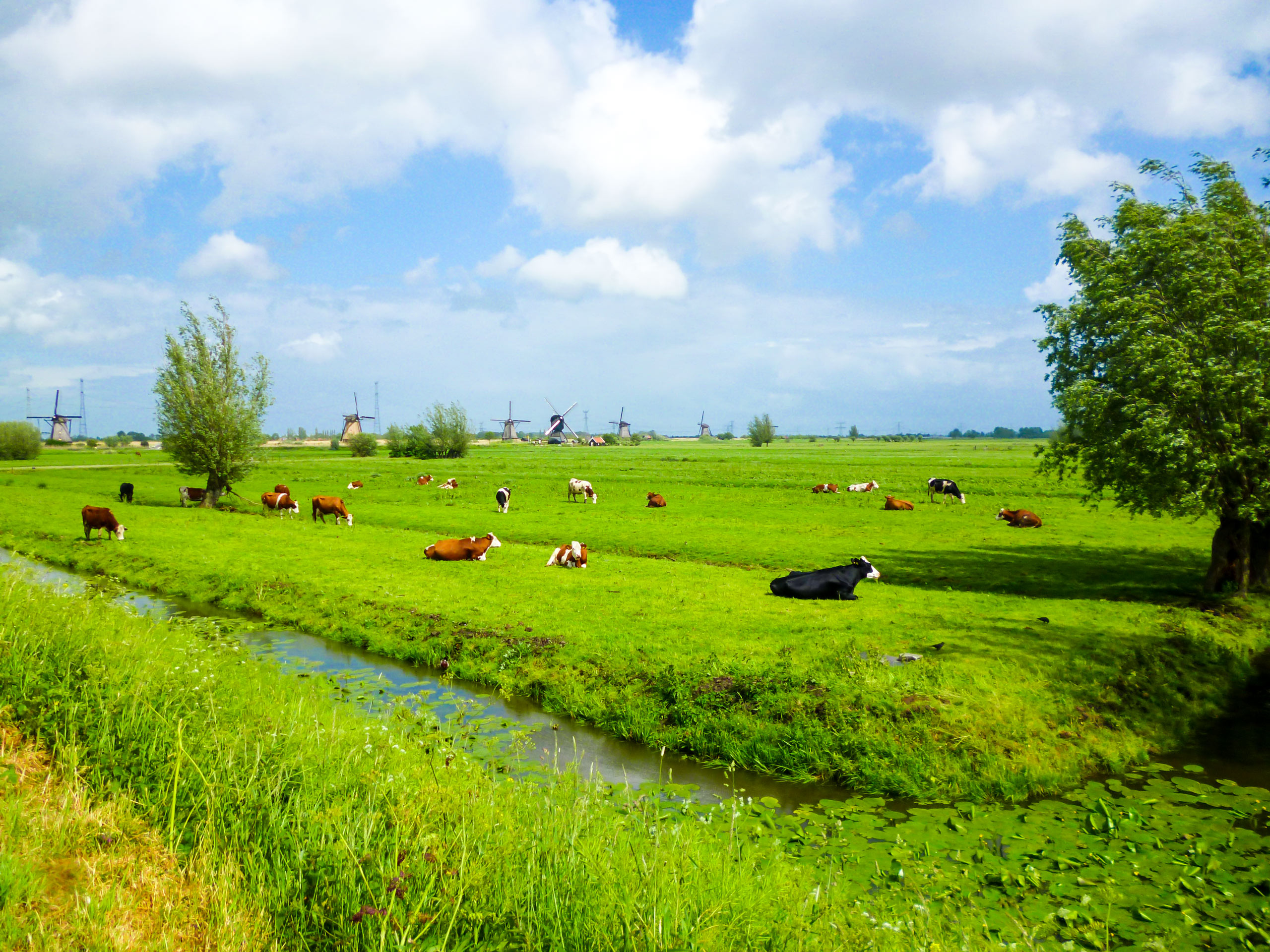 Cows grazing