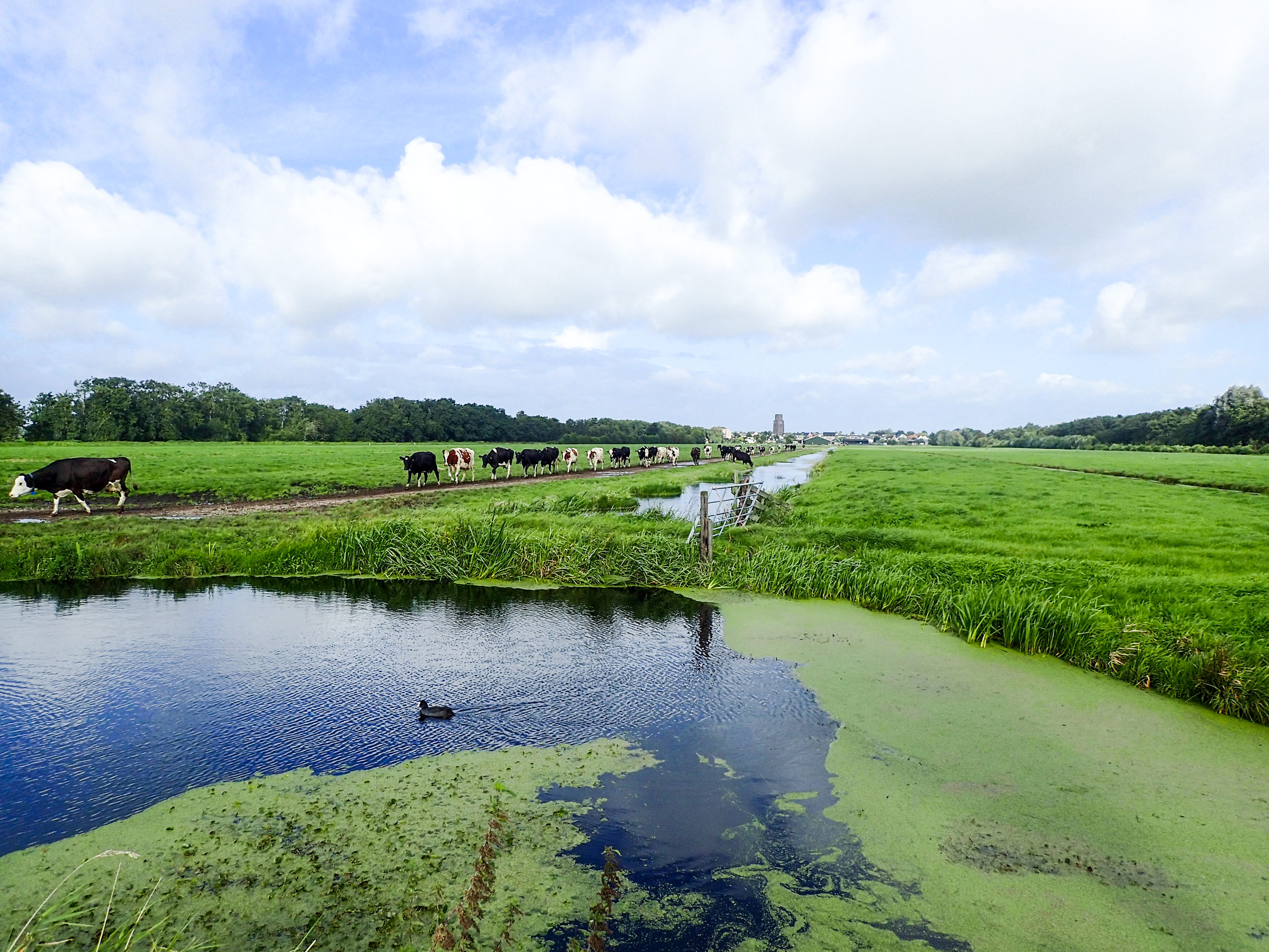 Cows by the river