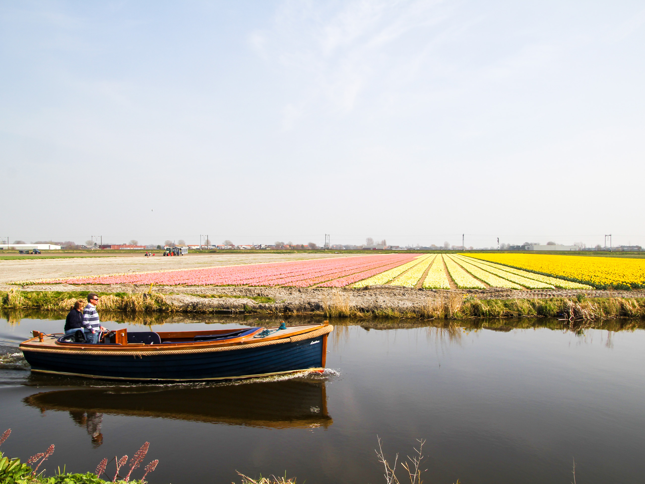 Tulips field near the canal