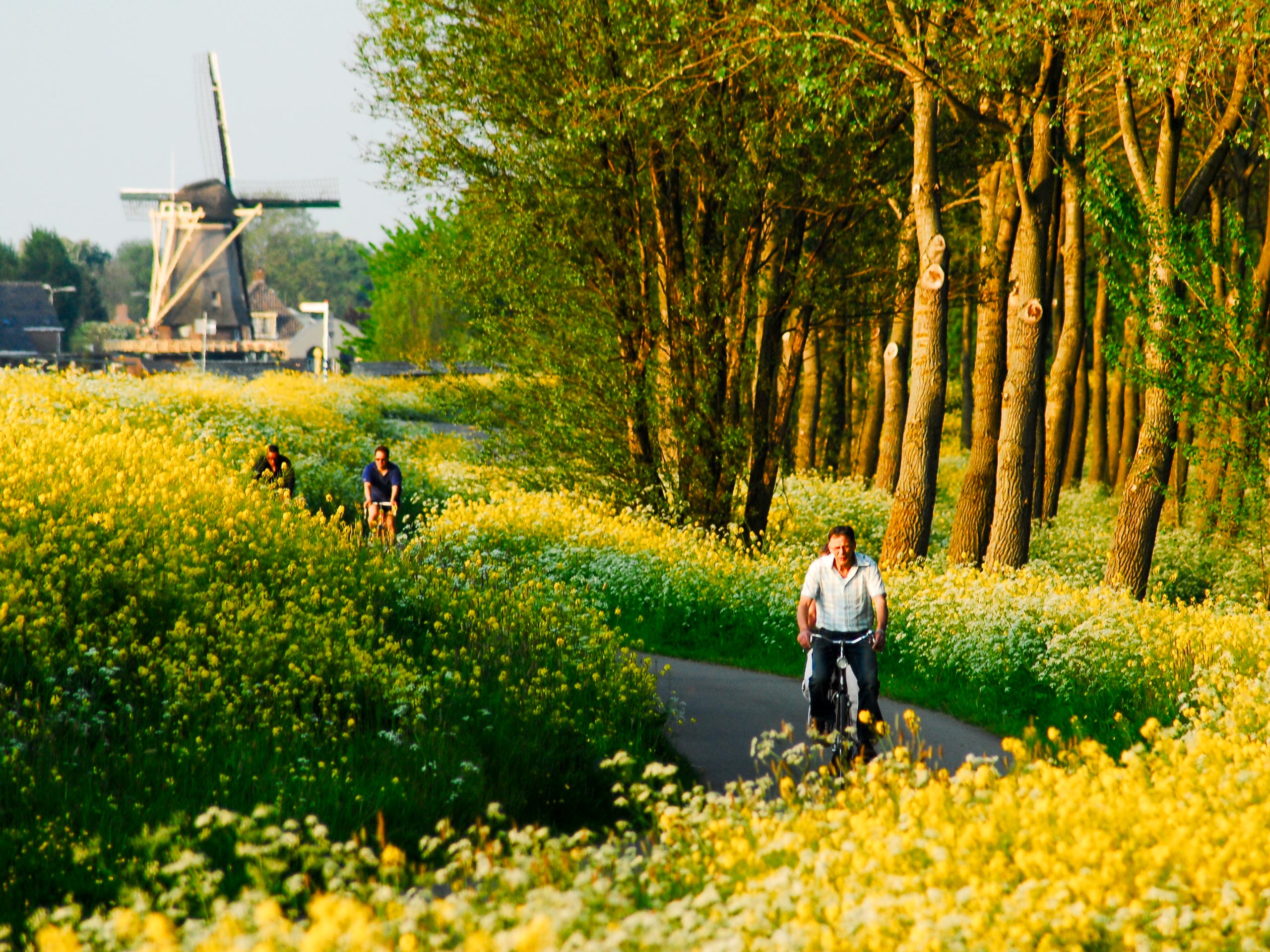 Molen Delft cycling road