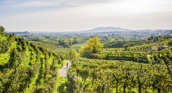 Italian vineyard