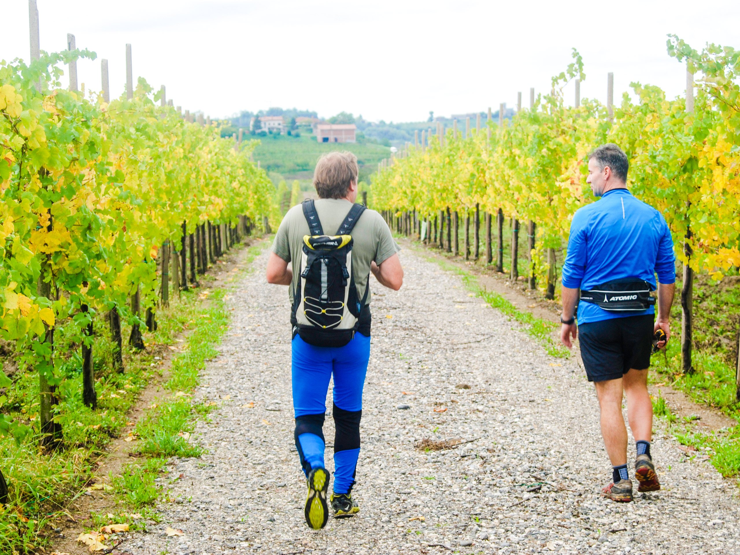 Walk in the Italian vineyard
