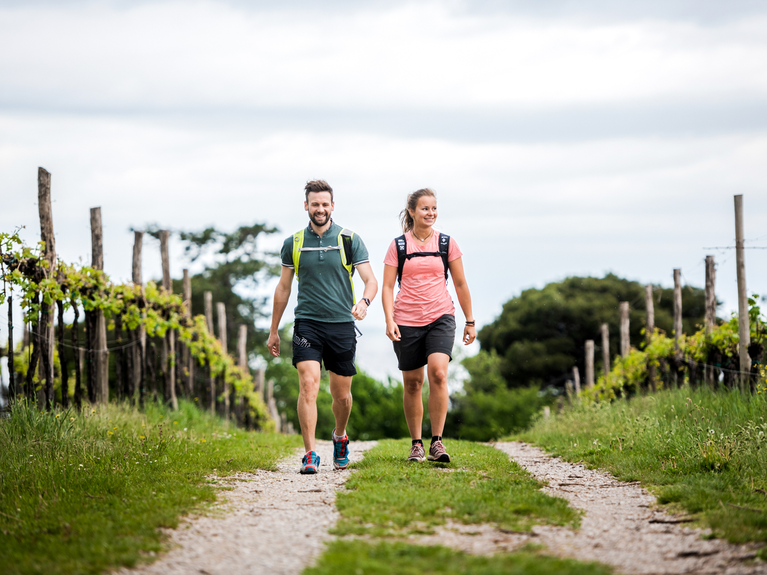 Path through the vineyards