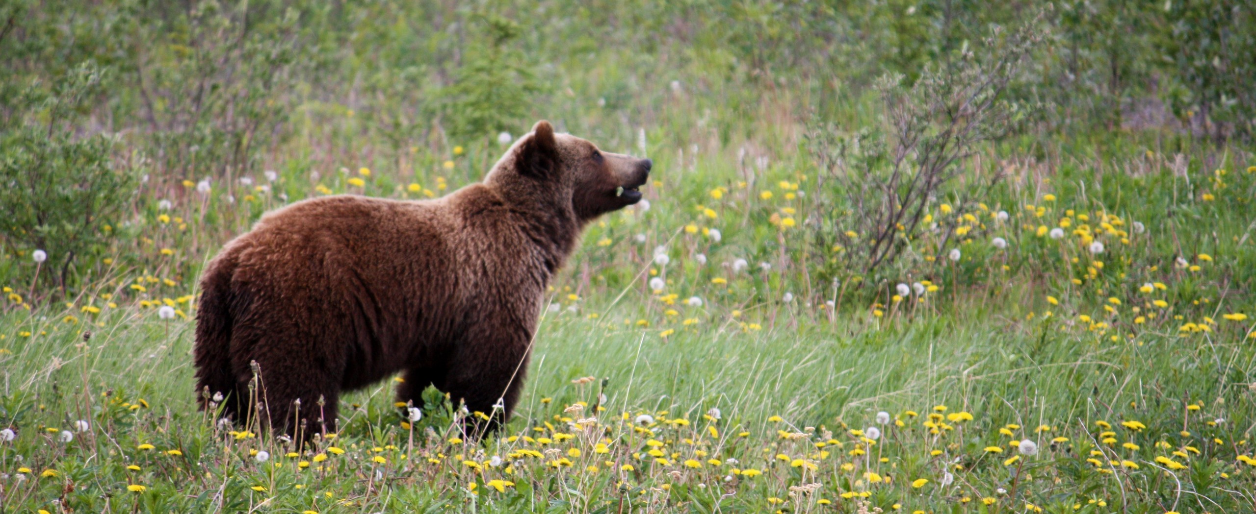 Yukon and Alaska Self-Drive Tour