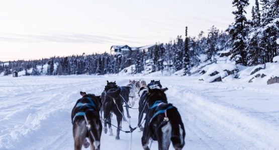 Yukon Dog Sledding Expedition