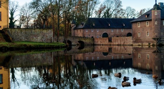 Ducks in the river in Netherlands