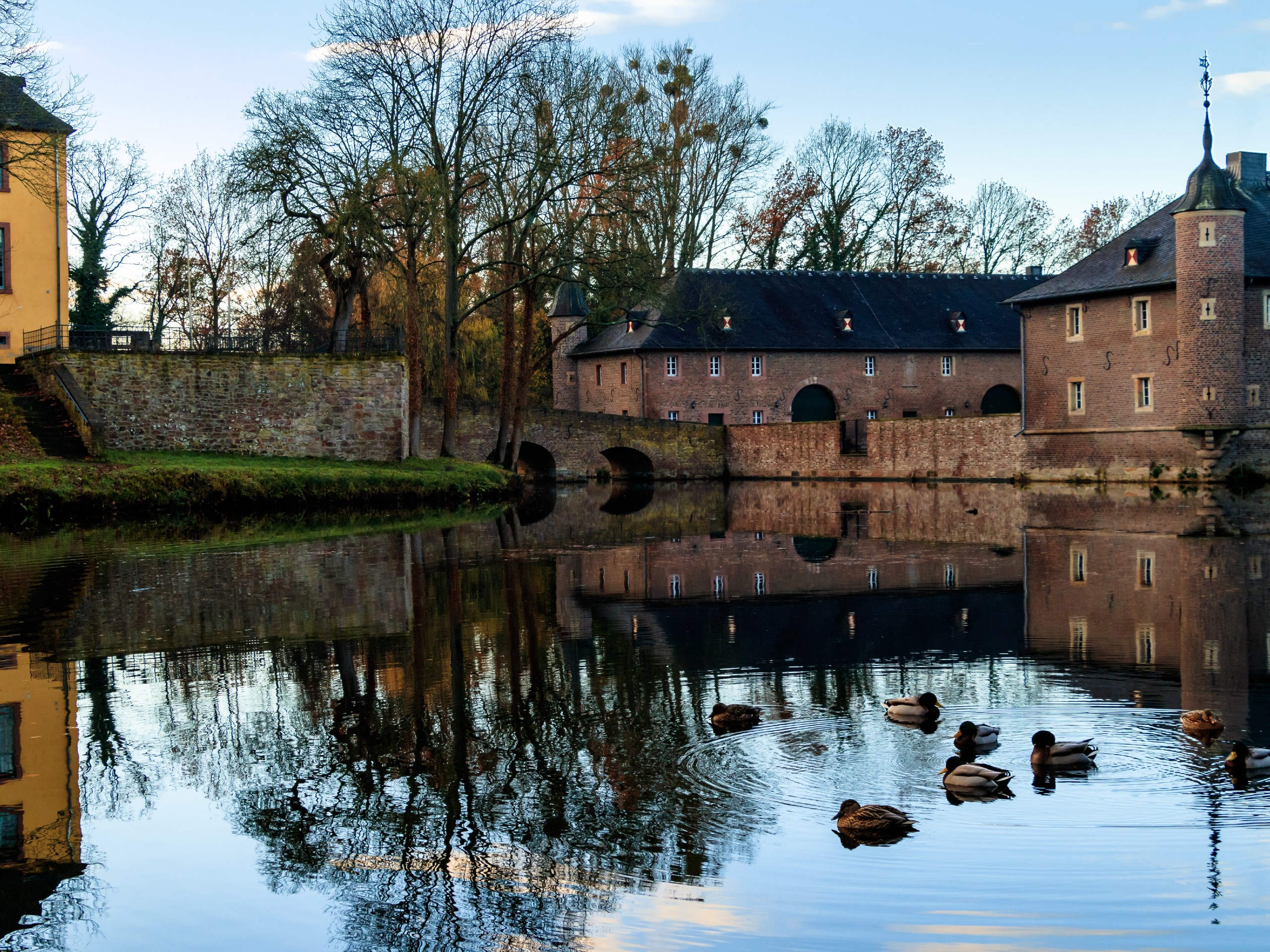 Ducks in the river in Netherlands