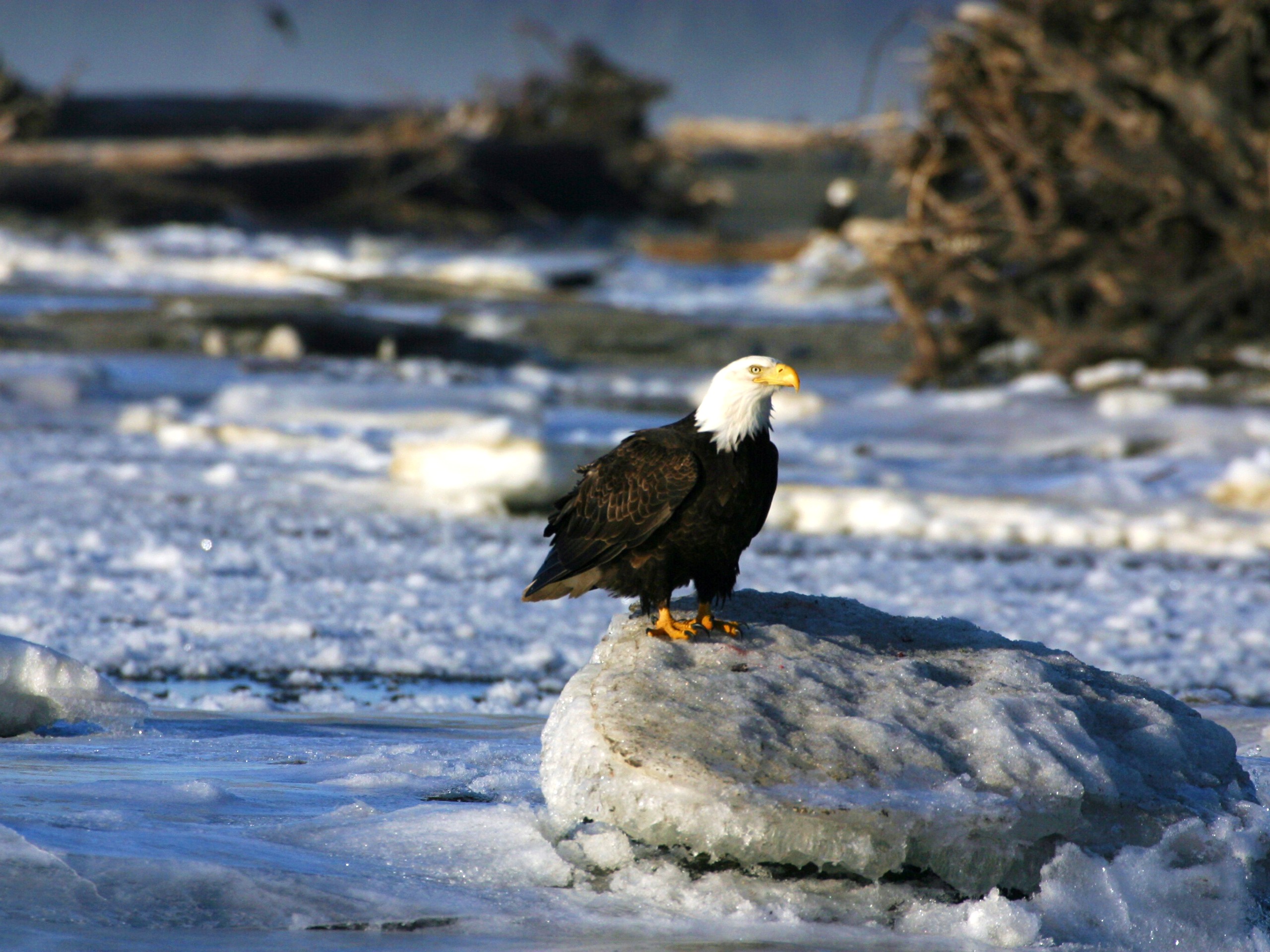 Bald eagle in Yukon