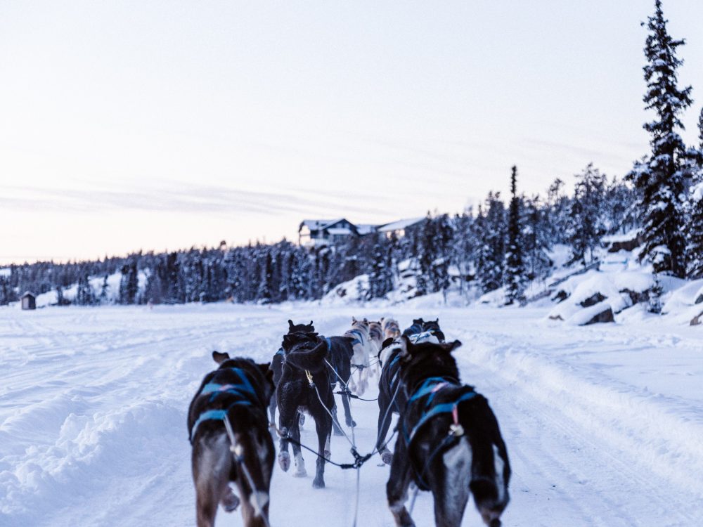 8Day Yukon Dog Sledding Expedition 10Adventures