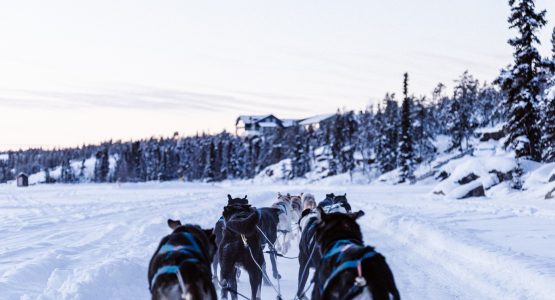 Dog sledding in Yukon is a wonderful winter activity