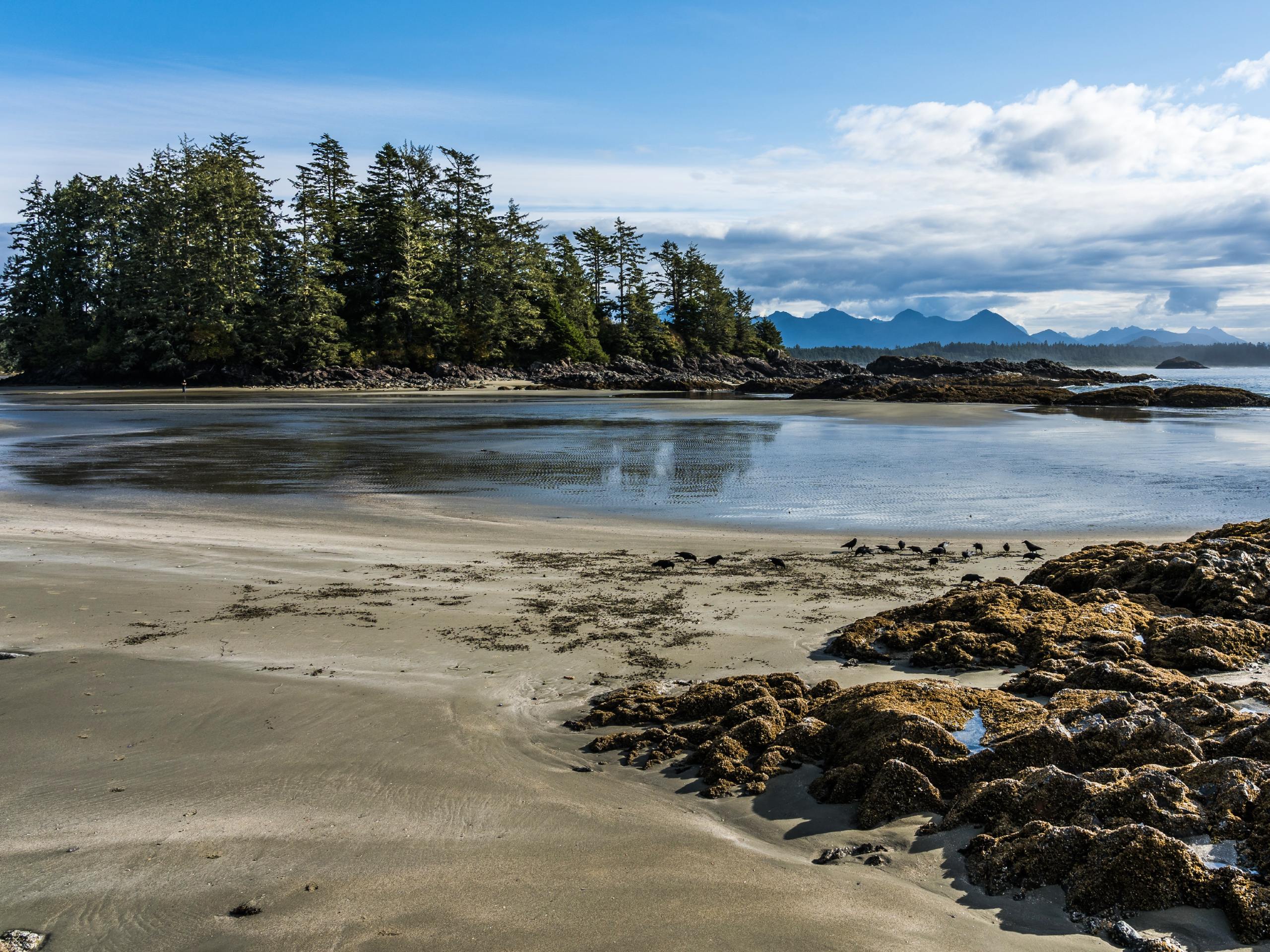 Rugged shores of the Tofino Beach