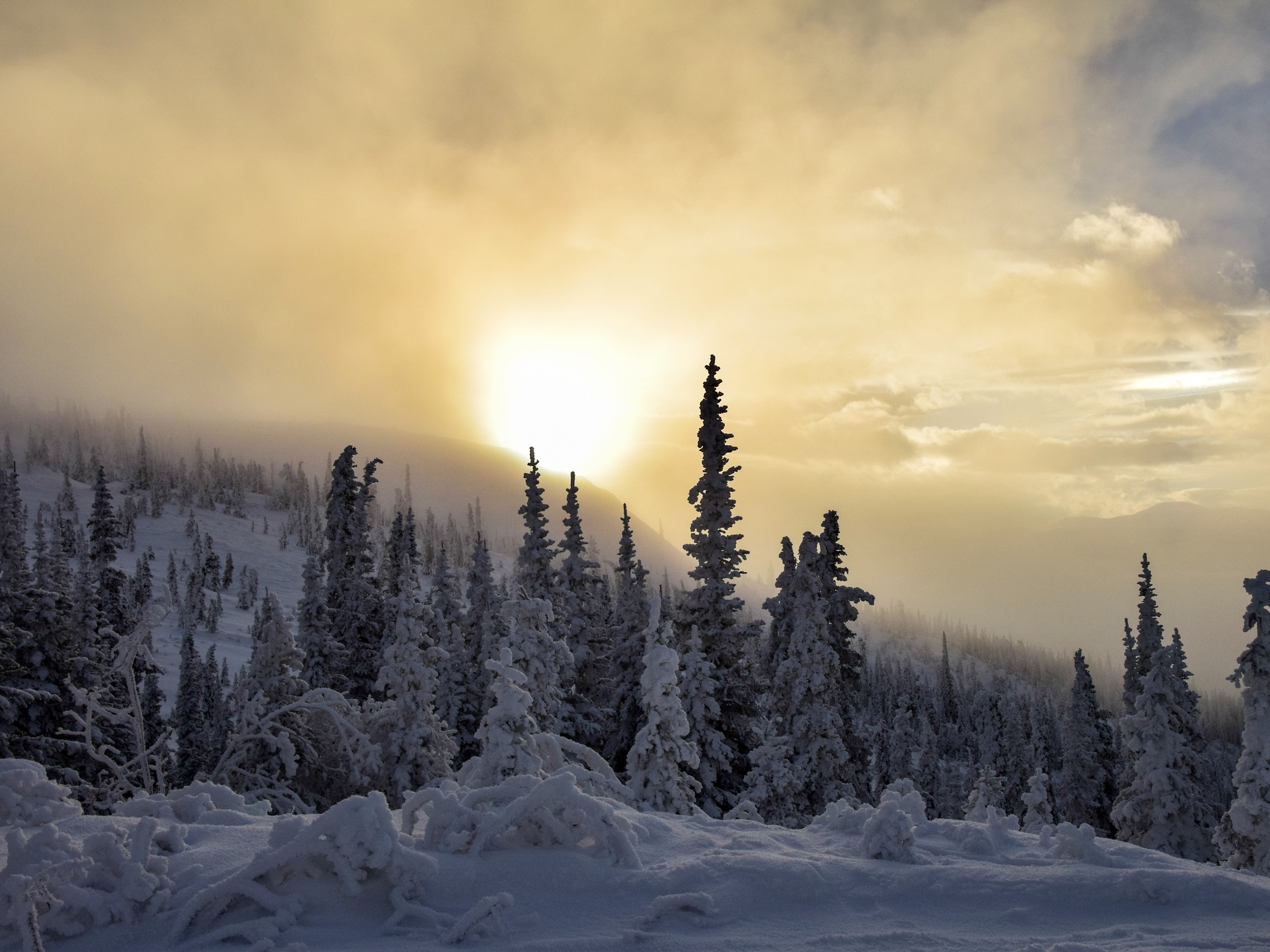 Winter in Yukon (snowy trees in Kluane)